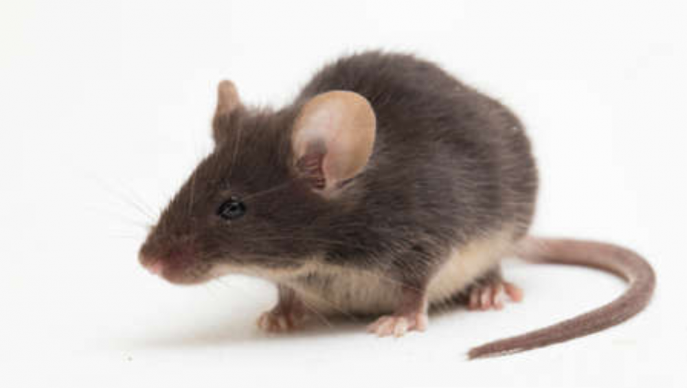 Les dégâts provoqué par les rats