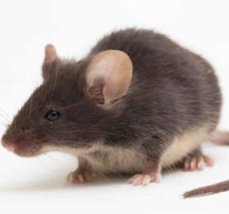 Les dégâts provoqué par les rats